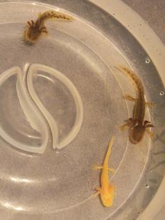 Junge Axolotl Abzugeben