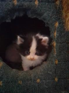 Maincoon Mix Kitten Katze Kater Perser