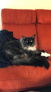 Maine Coon Kitten Prinzessinen