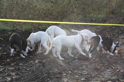 American Bulldog Welpen suchen Traumschloss