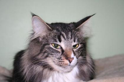 Norwegische Waldkatze