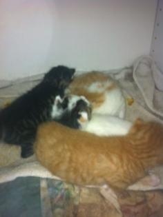 4 wunderschöne hauskatzen Babys abzugeben