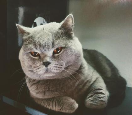 Deckkater BKH