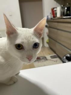 Deckkater 2 verschiedene augebfarben