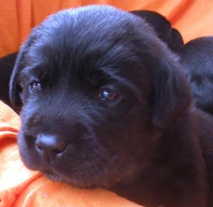 Labrador Retriever Welpen vom Sauboden FCI