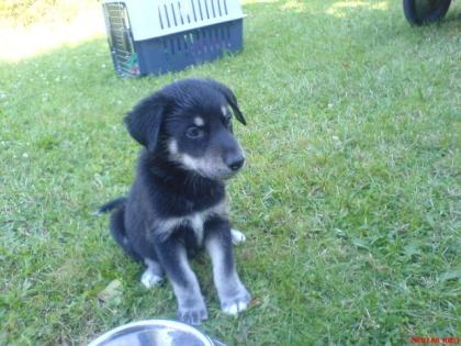Husky-Labrador Mix