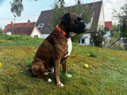 Boxer Hündin
