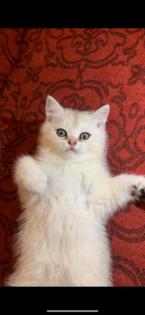 Reinrassige Britisch Kurzhaar Katzenbabys suchen ein schönes zuhause