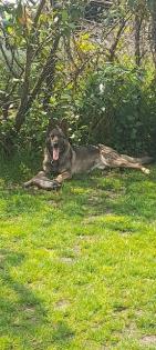 Deutscher Schäferhund in Liebe Hände abzugeben