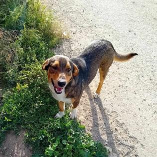 Alfred / Status sucht ein Zuhause