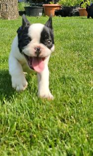 Französische Bulldoggen