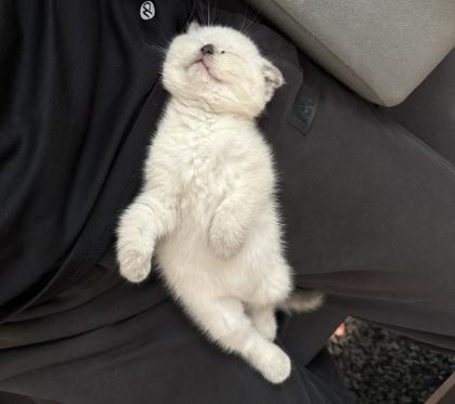 2 BKH/ Scottish Fold Mix Kitten