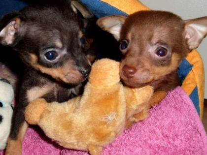 Chihuahua PRAGER RATTLER WELPEN