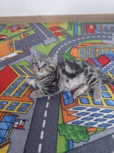 Britisch Kurzhaar Tabby