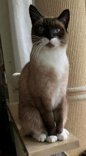 Siam Mix Kater