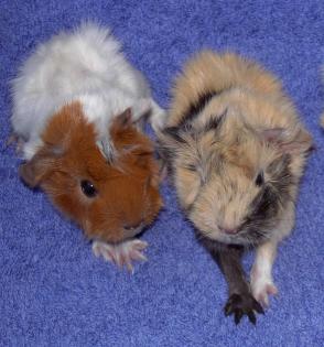 Meerschweinchenbrüder