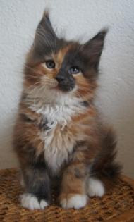 Maine Coon Babys aus seriöser Hobbyzucht abzugeben