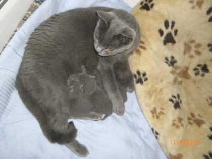 Reinrassige Chartreux - Kartäuser-Kitten