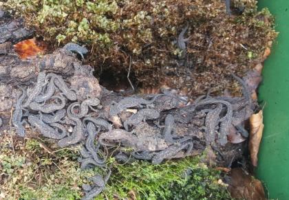 Bergmolch Ichthyosaura Triturus alpestris Nachzuchten und adulte Tiere