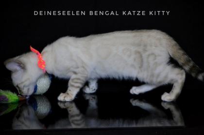 Bengal Katze Kitty 13 Wochen alt Abgabebereit