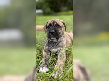 Amerikanische Bulldogge X Golden Retriever Mix welpen