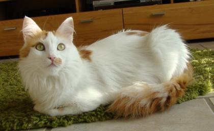 Türkisch Angora Katze