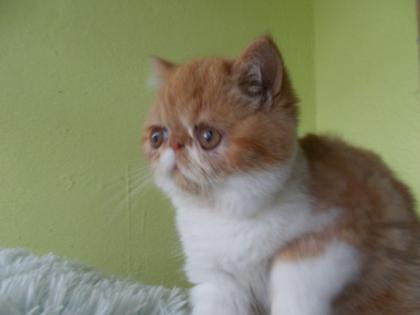Exotic Shorthair Katerchen