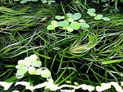 Muschelblume, Aquarienpflanzen Versand/ Abholung