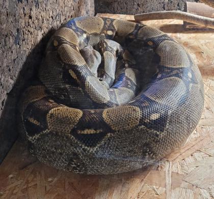 Boa Constrictor Imperator Weibchen, geb. 2020