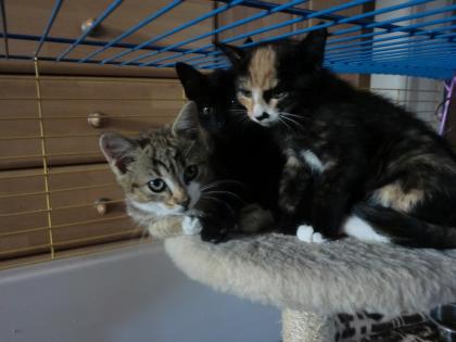 Katzenkinder