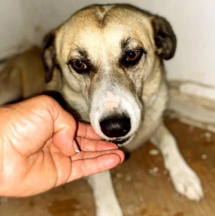 Bärbel sucht ein passendes zuhause