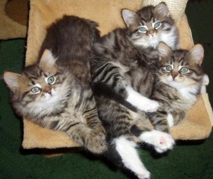 Sibirische Waldkatze-Kitten mit Stammbaum