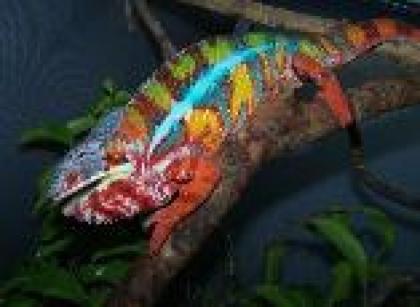 Furcifer Pardalis ambilobe red/blue
