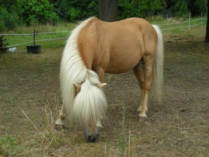Deckanz. Original Shetty Fez