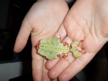 Gebe ab Phyllium pillipinicum