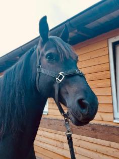 Kompakte, vielseitig einsetzbare Welsh Cob Stute