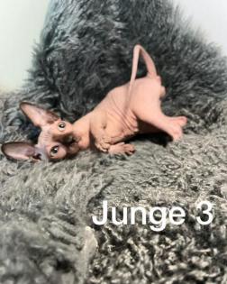 Süße Sphynx Kitten