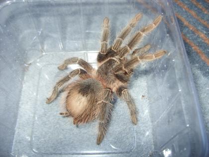 Verkaufe Subadulten Lasiodora klugi Bock