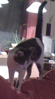 Katze entlaufen in Bremen-Blumenthal/Rönnebeck