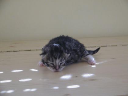 Sibirische Katzenbabies vom Ohlenberg W-Wurf