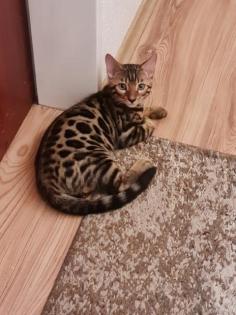 Bengal katzen