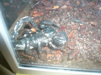 Biete Pandinus Imperator mit Becken