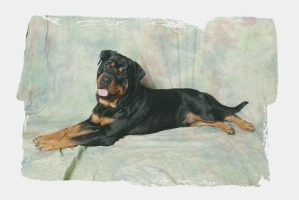 Super schöner Deckrüde reinrassieger Rottweiler TOP