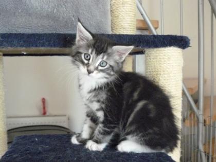 Maine Coon