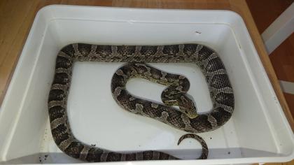 Drei Kornnattern mit Terrarium und Zubehör