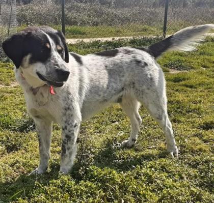 Pongo sucht dringend Pflegestelle oder Endstelle
