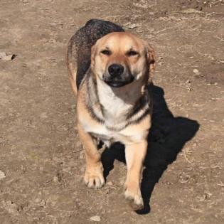 Sam - ein nettes Knubbelchen