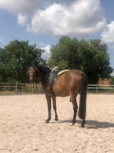 Reitpony Mix Wallach, 3 jährig, 1, 45 m, Freizeit, Western, Dressur