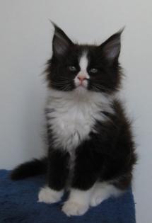 Maine Coon Mädchen