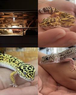 3 weibliche Leopardgeckos